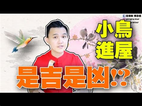 自來雀 風水|為何自來雀被視為吉祥鳥？